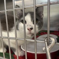 Shelter Stray Male Cat last seen , 1244 N Delsea Dr, Vineland, NJ 08360, USA