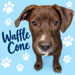 Shelter Stray Male Dog last seen , 2350 Appling City Cove, Memphis, TN 38133, USA