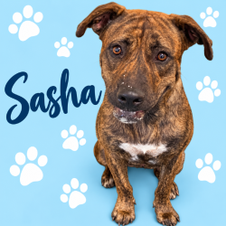 Shelter Stray Female Dog last seen , 2350 Appling City Cove, Memphis, TN 38133, USA