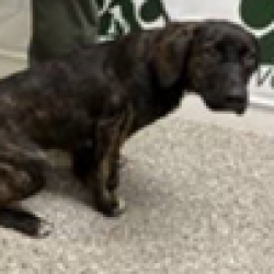 Shelter Stray Female Dog last seen , 3607 N Armenia Ave, Tampa, FL 33607, USA