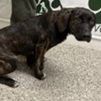Shelter Stray Female Dog last seen , 3607 N Armenia Ave, Tampa, FL 33607, USA