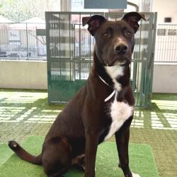 Shelter Stray Male Dog last seen , 361 S Raymond Ave, Pasadena, CA 91105, USA