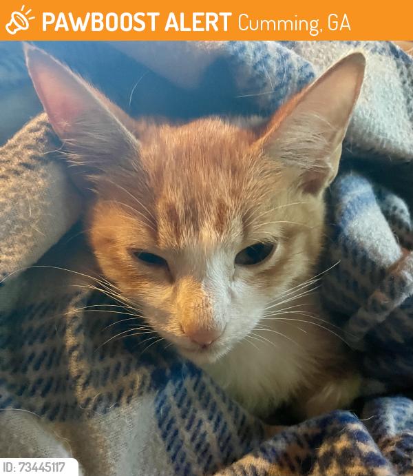 Found/Stray Male Cat last seen Karr Rd and McCoy Cir., Cumming, GA 30040