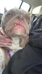 Reunited Female Dog last seen Davis ford road and bacon race, Prince William County, VA 22193