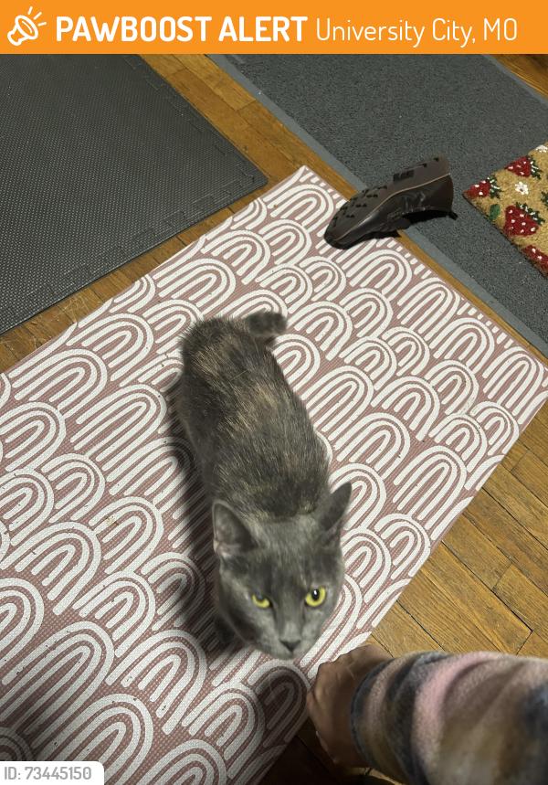 Found/Stray Unknown Cat last seen Sheen and midland, University City, MO 63130