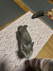 Found/Stray Unknown Cat last seen Sheen and midland, University City, MO 63130