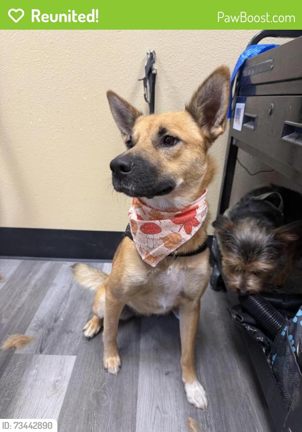 Reunited Female Dog last seen Verde and Sleeping Indian, Fallbrook, CA 92028