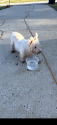 Found/Stray Unknown Dog last seen Darlin deli, Piedmont, SC 29673
