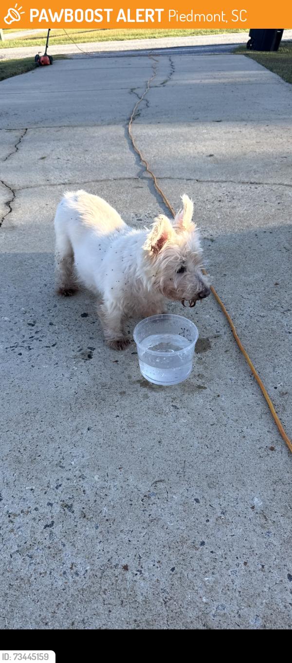 Found/Stray Unknown Dog last seen Darlin deli, Piedmont, SC 29673