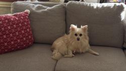 Reunited Female Dog last seen 40th and Keswick, Baltimore, MD 21211