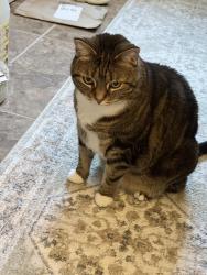 Found/Stray Female Cat last seen Elfeinwild church, Glenshaw, PA 15116