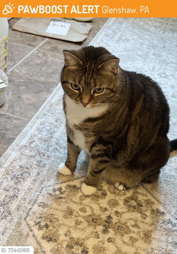 Found/Stray Female Cat last seen Elfeinwild church, Glenshaw, PA 15116