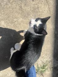 Found/Stray Male Cat last seen in my yard, Queens, NY 11368