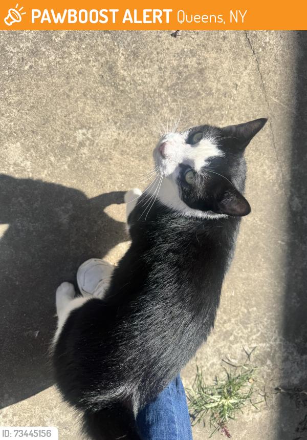 Found/Stray Male Cat last seen in my yard, Queens, NY 11368