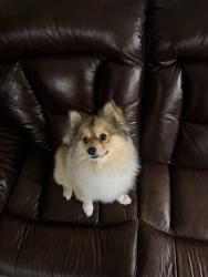 Lost Male Dog last seen tc jester, Houston, TX 77014