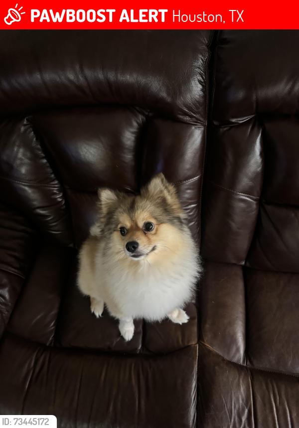 Lost Male Dog last seen tc jester, Houston, TX 77014