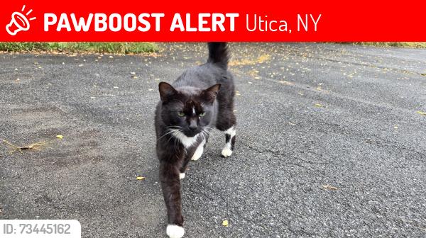 Lost Female Cat last seen 2100s Block of Highland Avenue, Utica, NY 13502
