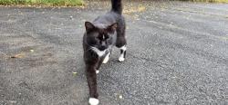 Lost Female Cat last seen 2100s Block of Highland Avenue, Utica, NY 13502