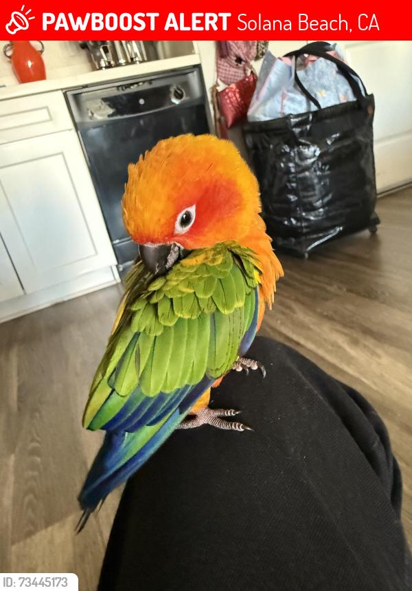 Lost Male Bird last seen 21st street and ocean front, Solana Beach, CA 92075