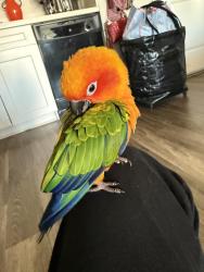 Lost Male Bird last seen 21st street and ocean front, Solana Beach, CA 92075