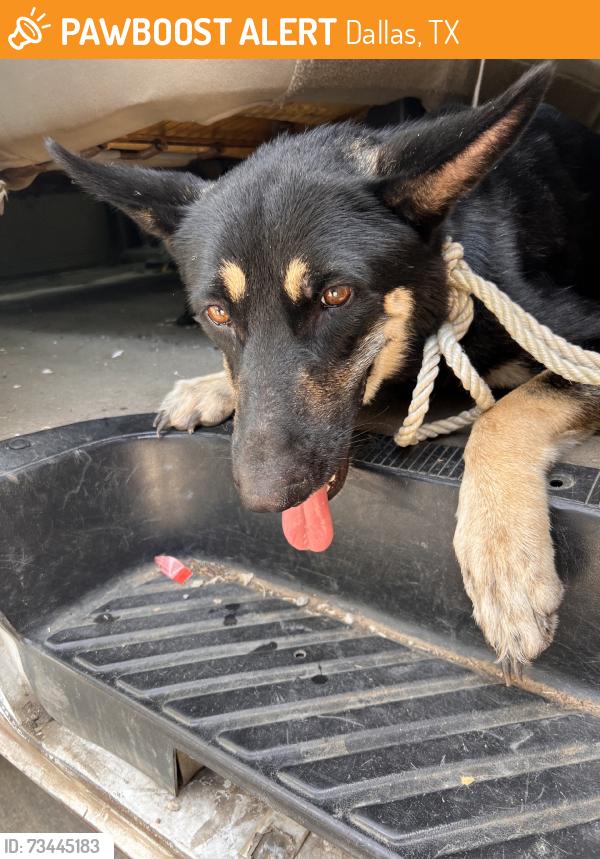 Found/Stray Female Dog last seen Graham ave, Dallas, TX 75223