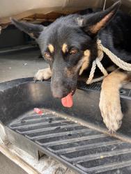Found/Stray Female Dog last seen Graham ave, Dallas, TX 75223