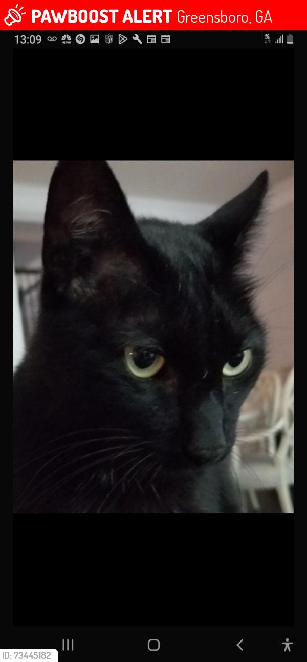 Lost Male Cat last seen flt Rock, Greensboro, GA 30642