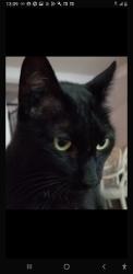 Lost Male Cat last seen flt Rock, Greensboro, GA 30642