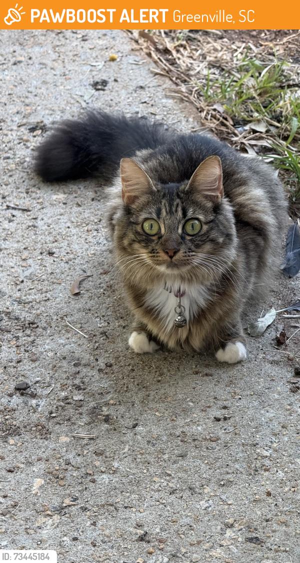Found/Stray Female Cat last seen Belle Meade, gantt, Greenville, SC 29605