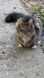 Found/Stray Female Cat last seen Belle Meade, gantt, Greenville, SC 29605