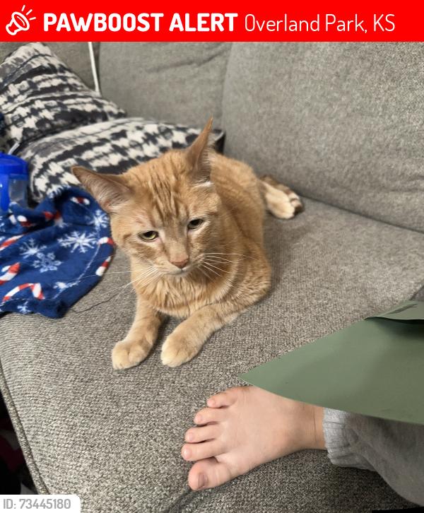Lost Male Cat last seen 93rd st & Quivira, Overland Park, KS 66215