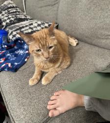 Lost Male Cat last seen 93rd st & Quivira, Overland Park, KS 66215