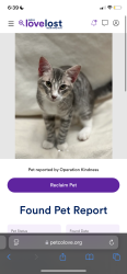 Lost Male Cat last seen Kroger, Duncanville, TX 75137
