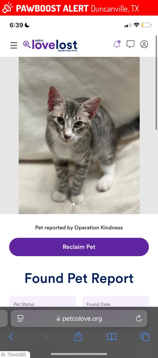 Lost Male Cat last seen Kroger, Duncanville, TX 75137