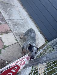 Found/Stray Male Dog last seen Meadow breeze, San Antonio, TX 78227