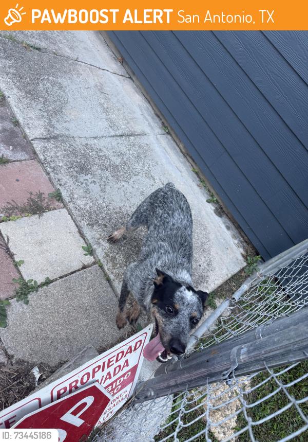 Found/Stray Male Dog last seen Meadow breeze, San Antonio, TX 78227