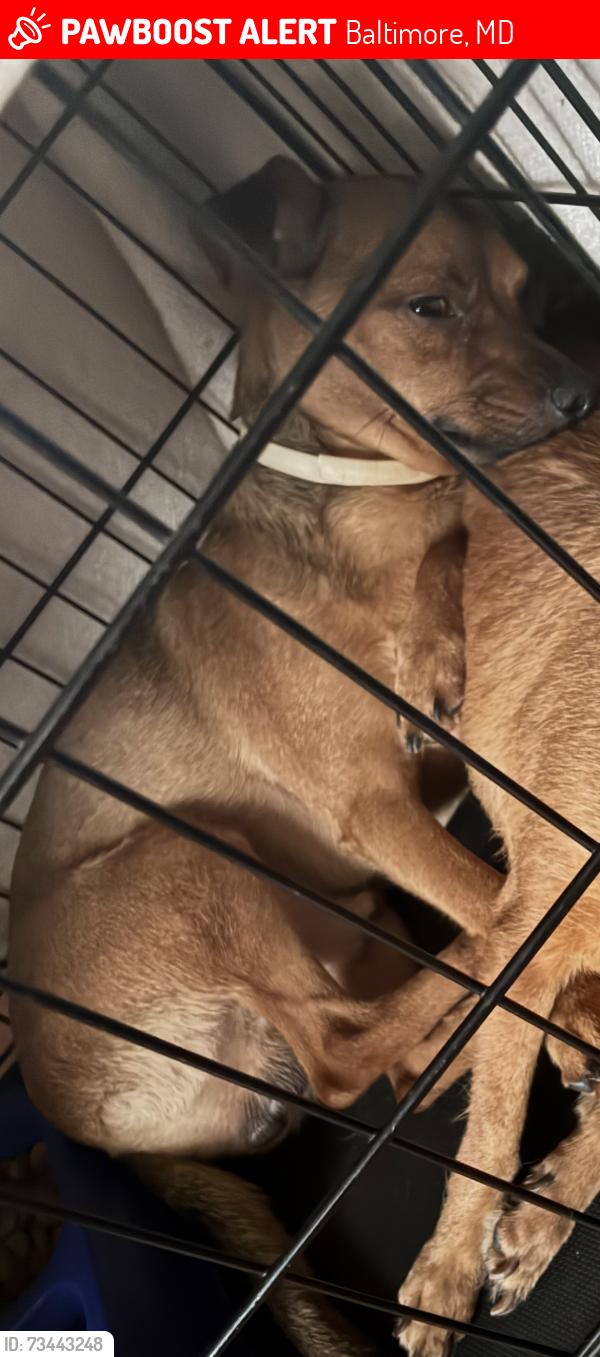 Lost Male Dog last seen Sandtown Area, Baltimore, MD 21217