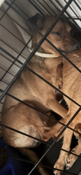 Lost Male Dog last seen Sandtown Area, Baltimore, MD 21217