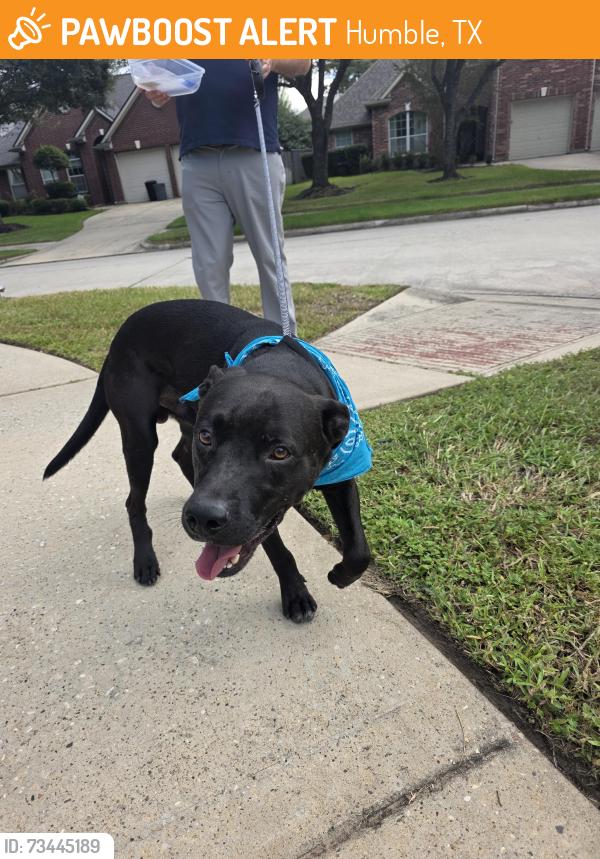 Found/Stray Male Dog last seen mesa drive, Humble, TX 77396