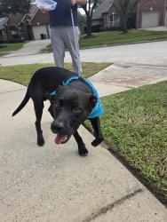 Found/Stray Male Dog last seen mesa drive, Humble, TX 77396