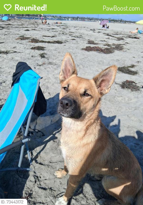 Reunited Female Dog last seen Sleeping Indian and Verde ave, Fallbrook, CA 92028