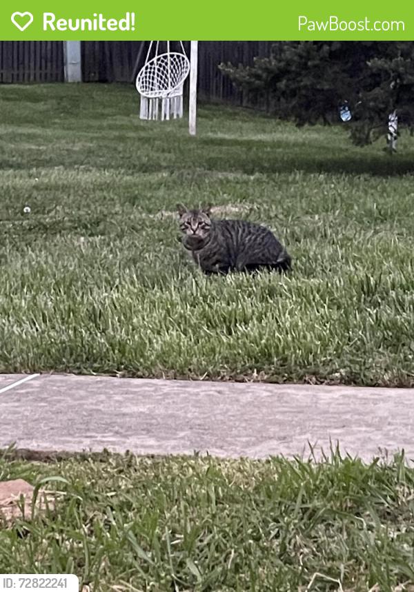 Reunited Unknown Cat last seen Rotterdam rd north, Village Shires, PA 18966