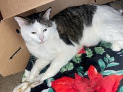 Reunited Male Cat last seen My hse, Cedar Lake, IN 46303