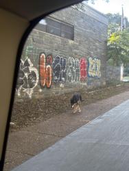 Found/Stray Male Dog last seen Glenwood ave, Atlanta, GA 30310