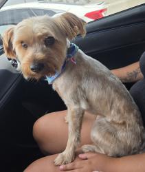 Lost Male Dog last seen 76th St and Hooper Ave, Los Angeles, CA 90001