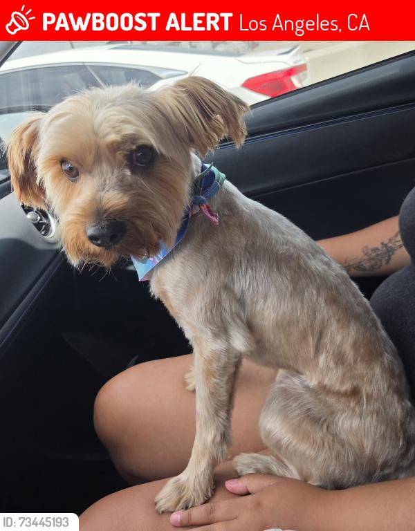 Lost Male Dog last seen 76th St and Hooper Ave, Los Angeles, CA 90001