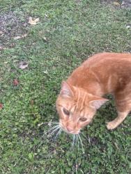 Found/Stray Unknown Cat last seen SE. 24th Pl., Gainesville, Florida, Florida, Gainesville, FL 32641