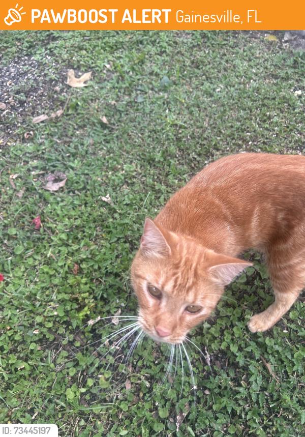 Found/Stray Unknown Cat last seen SE. 24th Pl., Gainesville, Florida, Florida, Gainesville, FL 32641