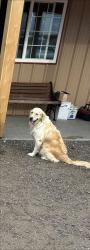 Reunited Female Dog last seen 80th Ave/ Converse Rd, Adams County, CO 80102