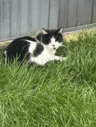 Found/Stray Unknown Cat last seen Deer brook village, North Brunswick Township, NJ 08902